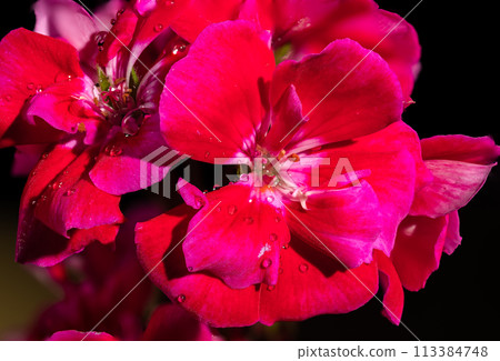Red kalanchoe flowers on a black background Red kalanchoe flowers on a black background 113384748