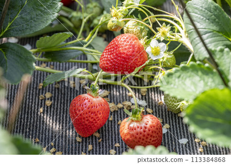 甘王草莓採摘 113384868