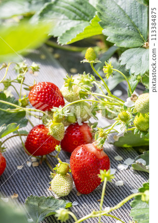 甘王草莓採摘 甘王草莓採摘 113384875