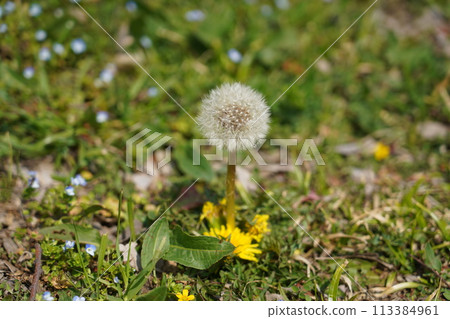 蒲公英 113384961