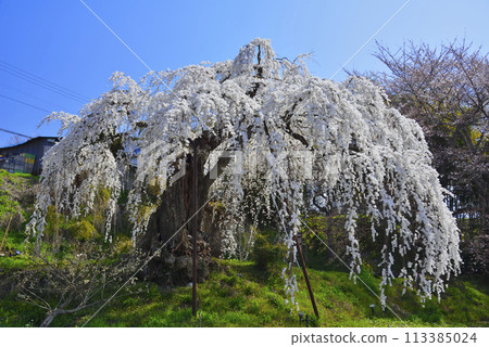 Genpei weeping cherry tree at Dainichian 113385024
