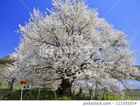 Edohigan (Chitose cherry tree) of Uki 113385054