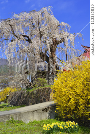 Weeping cherry blossoms of Takatani-dera 113385059