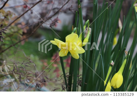 Yellow split corona daffodil flower blooming in a spring garden 113385129
