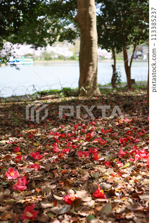 Cherry Blossoms	 113385237