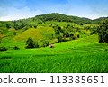 Green Terraced Rice Field in Mae Long House , Mae Chaem, Chiang Mai, Thailand. 113385651