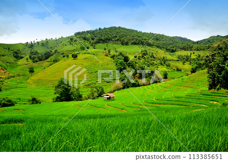 Green Terraced Rice Field in Mae Long House , Mae Chaem, Chiang Mai, Thailand. Green Terraced Rice Field in Mae Long House , Mae Chaem, Chiang Mai, Thailand. 113385651