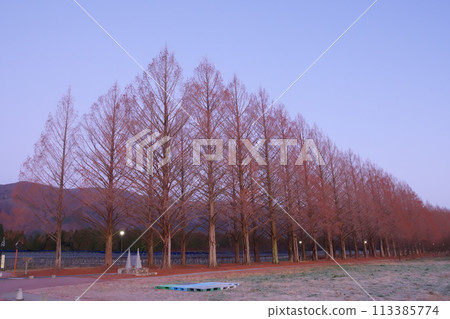 Early morning deciduous metasequoia trees in Makino Town, Takashima City, Shiga Prefecture Early morning deciduous metasequoia trees in Makino Town, Takashima City, Shiga Prefecture 113385774