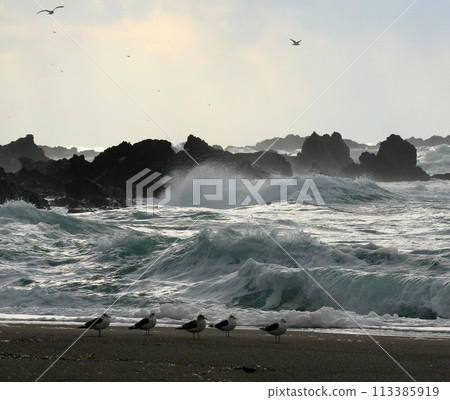 Big waves crashing on the beach and black-tailed gulls Big waves crashing on the beach and black-tailed gulls 113385919