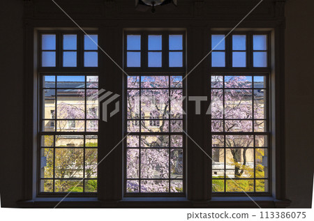 透過舊京都府本廳舍的玻璃窗可以看到垂枝櫻花 113386075