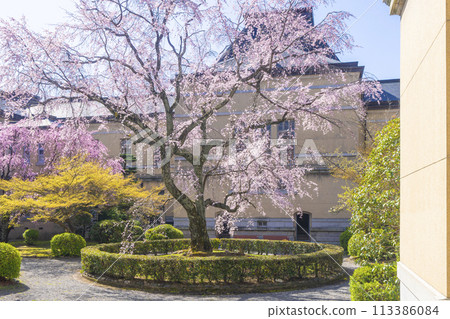 舊京都府廳本廳舍內的垂枝櫻花盛開 舊京都府廳本廳舍內的垂枝櫻花盛開 113386084