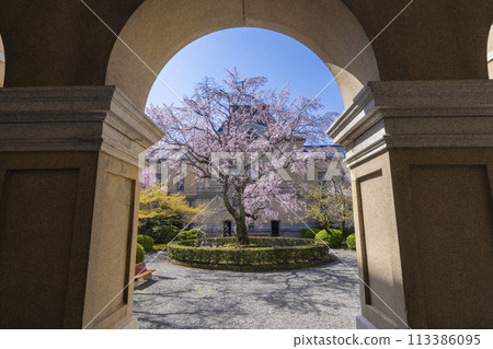 舊京都府廳本廳舍內的垂枝櫻花盛開 113386095