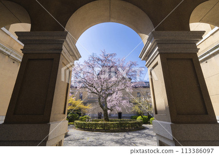 舊京都府廳本廳舍內的垂枝櫻花盛開 113386097