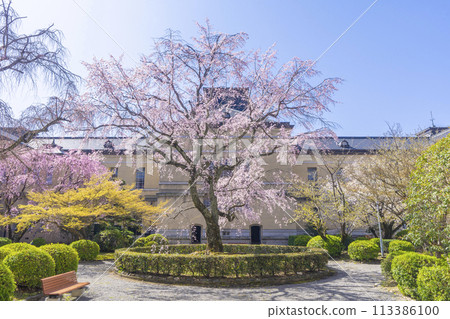 Weeping cherry blossoms blooming in the courtyard of the former Kyoto Prefectural Government Building 113386100