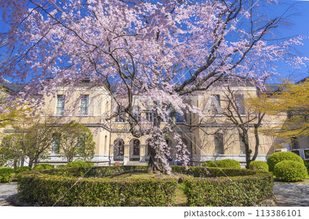 Weeping cherry blossoms blooming in the courtyard of the former Kyoto Prefectural Government Building 113386101