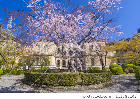 Weeping cherry blossoms blooming in the courtyard of the former Kyoto Prefectural Government Building 113386102