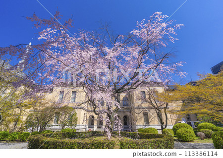 Weeping cherry blossoms blooming in the courtyard of the former Kyoto Prefectural Government Building Weeping cherry blossoms blooming in the courtyard of the former Kyoto Prefectural Government Building 113386114