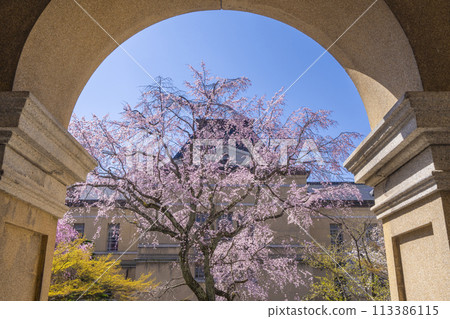 Weeping cherry blossoms blooming in the courtyard of the former Kyoto Prefectural Government Building 113386115