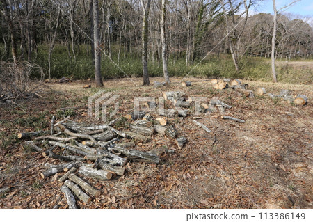 A Konara oak tree cut into logs in a rural area 113386149