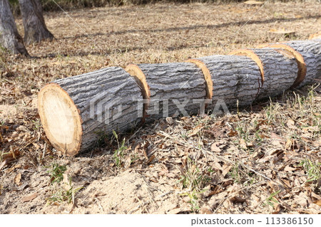 A Konara oak tree cut into logs in a rural area 113386150