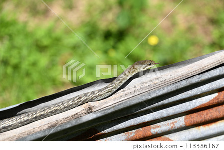 Spring Snake Spring Snake 113386167