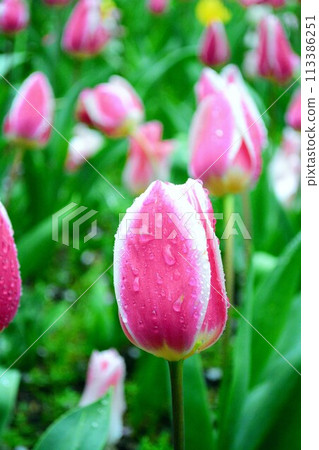 Tulip wet in the rain 113386251
