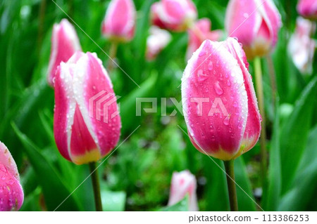 Tulip on rainy day 113386253