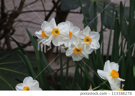 春天花園裡盛開的白色花瓣和橙色副花冠的水仙花花 113386278