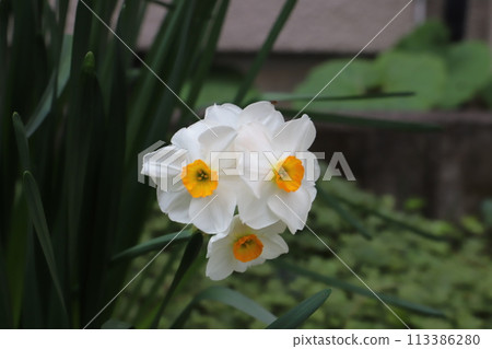 Daffodil flower with white petals and orange crown blooming in a spring garden 113386280