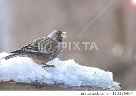 H市正子 113386404