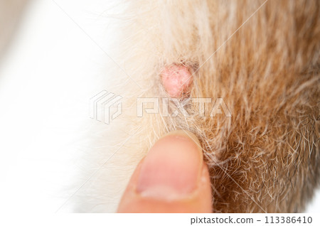 狗的良性腫瘤 113386410