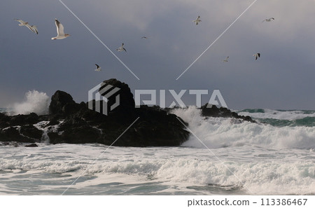 黑尾鷗在波濤洶湧的海面上飛翔 黑尾鷗在波濤洶湧的海面上飛翔 113386467
