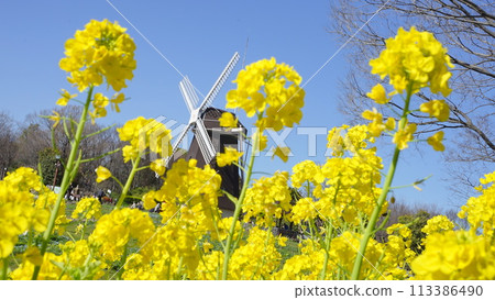 油菜田、藍天和風車 油菜田、藍天和風車 113386490