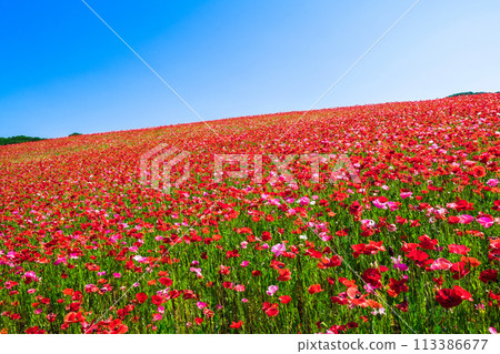 Blue sky and poppy flower field 1 Blue sky and poppy flower field 1 113386677