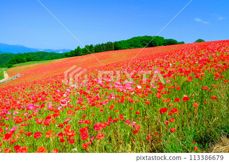 天空中的罌粟花花園 1 天空中的罌粟花花園 1 113386679