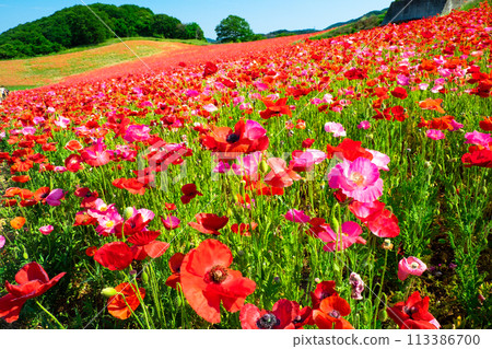 Poppy field in the sky 3 Poppy field in the sky 3 113386700