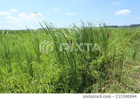 Cattail flowers blooming in abandoned paddy fields 113386844