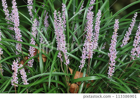 Lily turf, a purple flower that blooms quietly in the mountains Lily turf, a purple flower that blooms quietly in the mountains 113386901