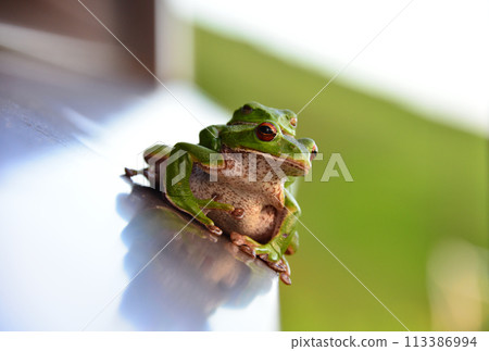 Friendly Tree Frogs Friendly Tree Frogs 113386994