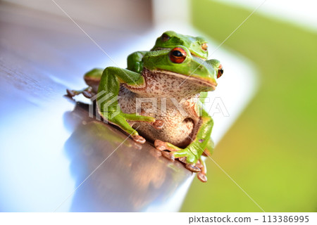 友善的莫里亞樹蛙 113386995