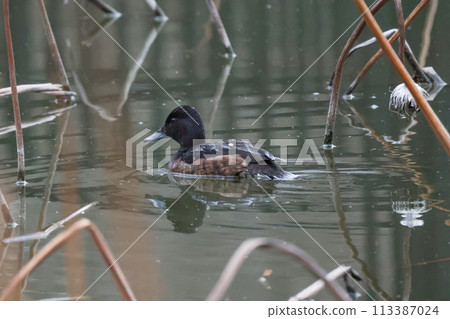 A female Common Dusky Duck frequently dives to search for food. A female Common Dusky Duck frequently dives to search for food. 113387024