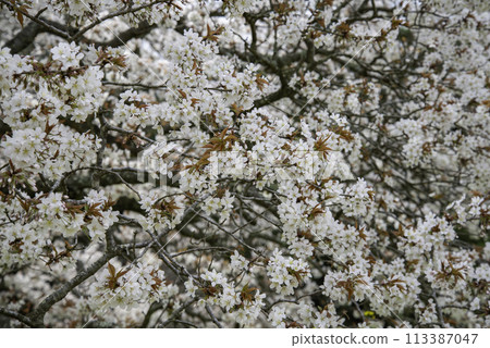 13 Solitary Cherry Trees Over 400 Years Old 113387047