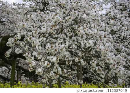15 Solitary Cherry Trees Over 400 Years Old 15 Solitary Cherry Trees Over 400 Years Old 113387049