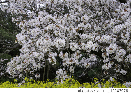 44 Solitary Cherry Trees Over 400 Years Old 44 Solitary Cherry Trees Over 400 Years Old 113387078