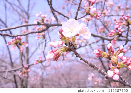 Buds and branches spreading out from the center of a cherry blossom 113387390