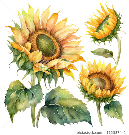 Watercolor sunflower illustration - Stock Illustration [113387441] - PIXTA