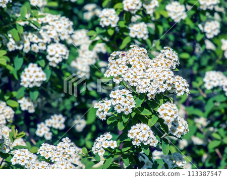 Spiraea ferganensis or meadowsweet. Flowers brightly lit in spring. Spiraea ferganensis or meadowsweet. Flowers brightly lit in spring. 113387547
