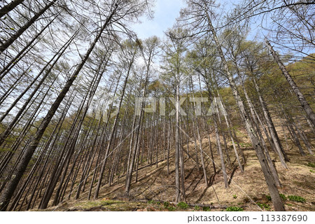 Climbing Mount Goza, Nagano Prefecture Climbing Mount Goza, Nagano Prefecture 113387690