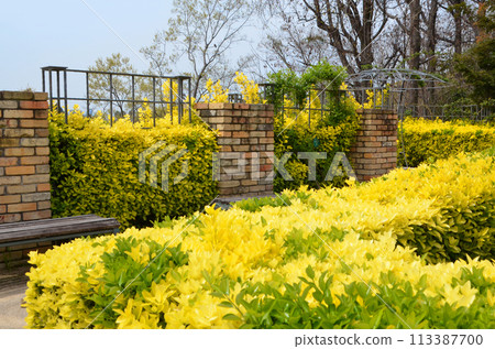 種植黃芩的庭園風景（大阪府鶴見綠地） 113387700