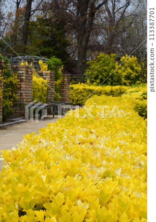 A view of a garden planted with Japanese laurels (Tsurumi Ryokuchi, Osaka) 113387701